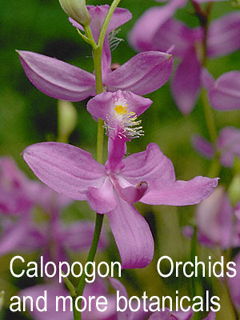 image of Calopogon orchid