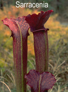 image of pitcher plant