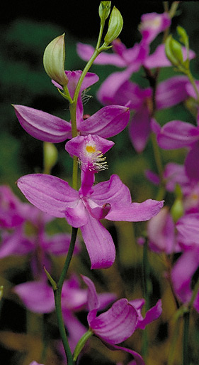 They are some of the easiest wild orchids to grow outdoors to USDA zone 6