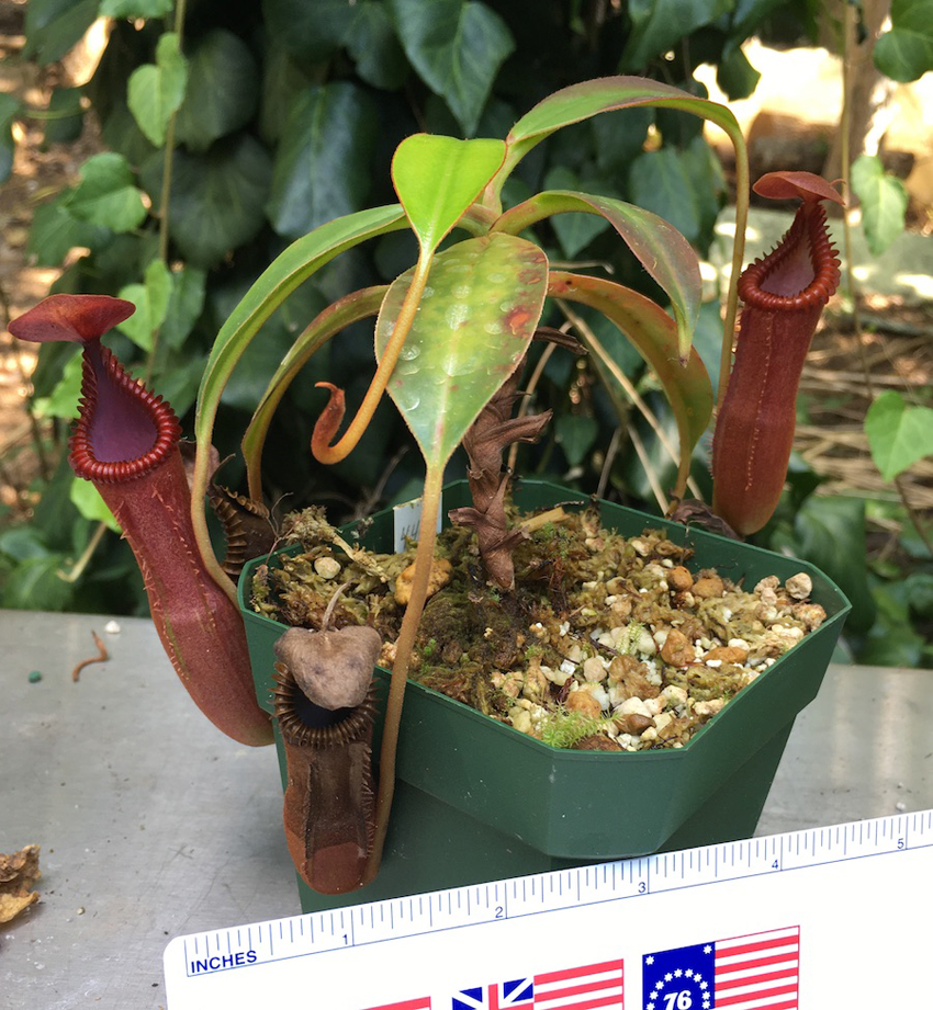 Nepenthes edwardsiana for sale