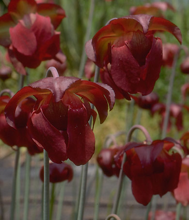 image of Sarracenia leucophylla flowers