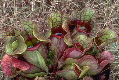 Sarracenia Purpurea Purple Pitcher Plant